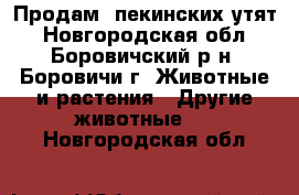 Продам  пекинских утят - Новгородская обл., Боровичский р-н, Боровичи г. Животные и растения » Другие животные   . Новгородская обл.